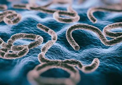 Colored 3D rendered image SEM view of Ebola virus